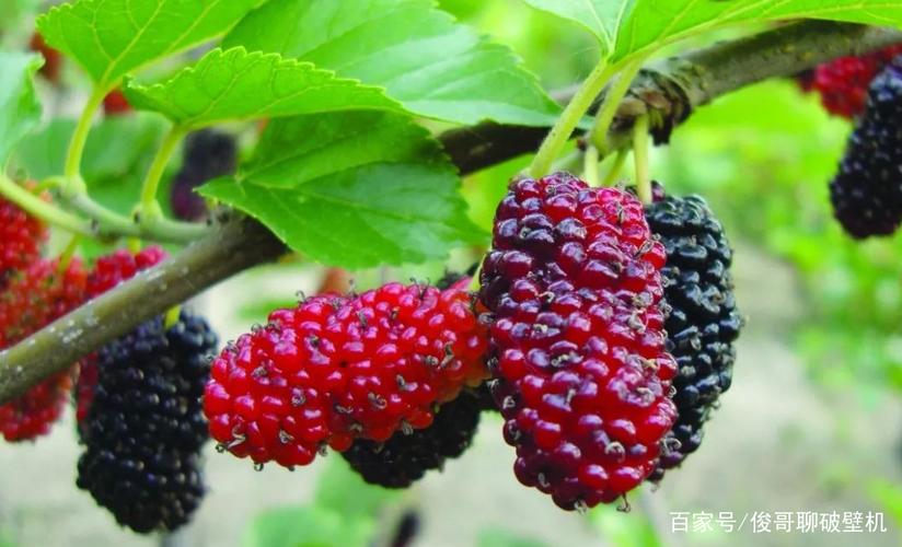 桑葚奶昔 一粒被低估的紫黑色奇迹，它本不该只是小众甜品